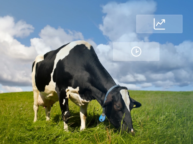 Cow on the field